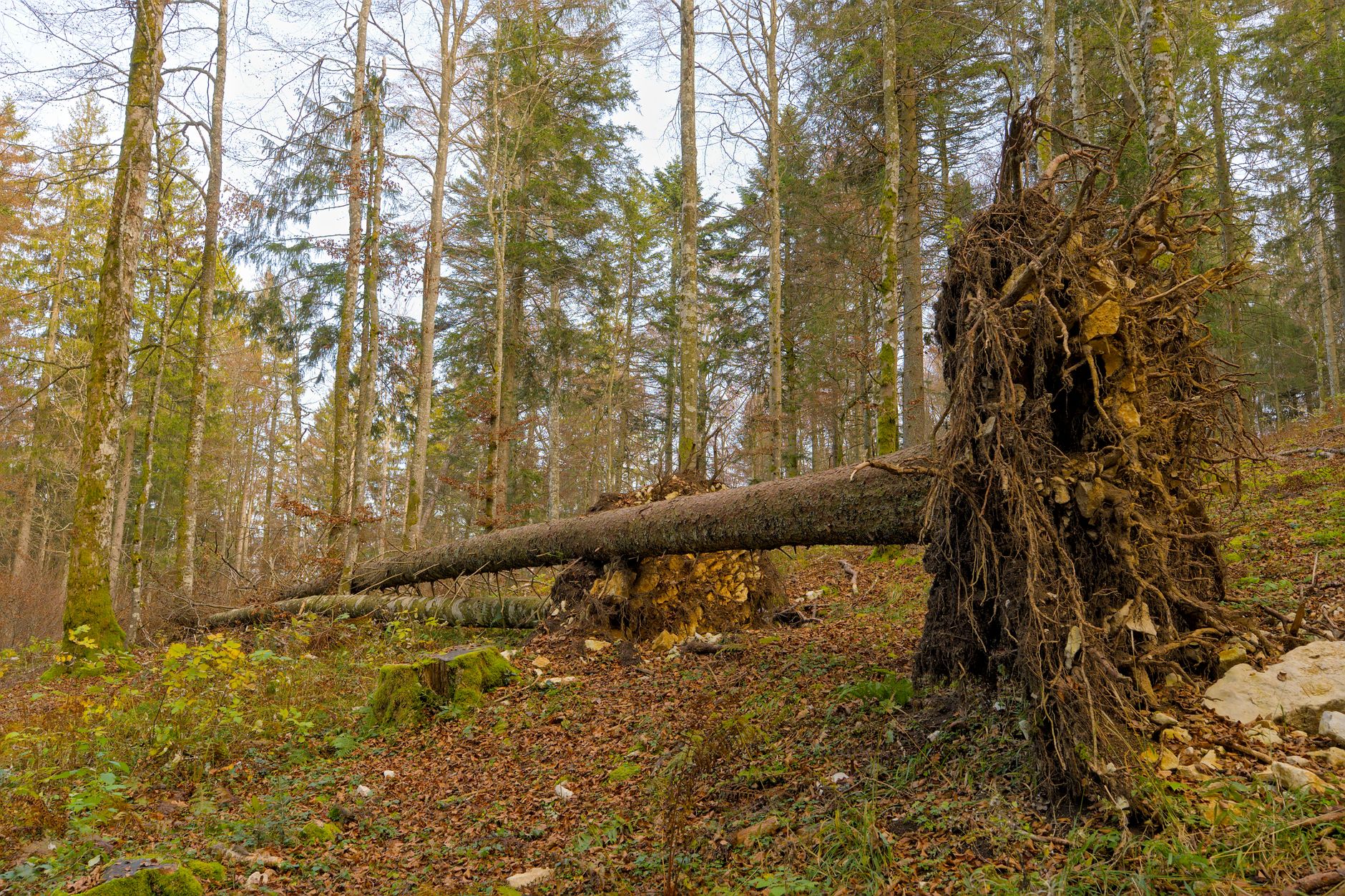 Enlèvement arbre urgence équipe à Creil